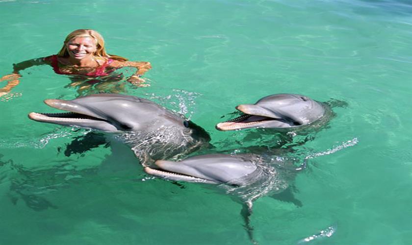 Delfinschwimmens vor El Gouna