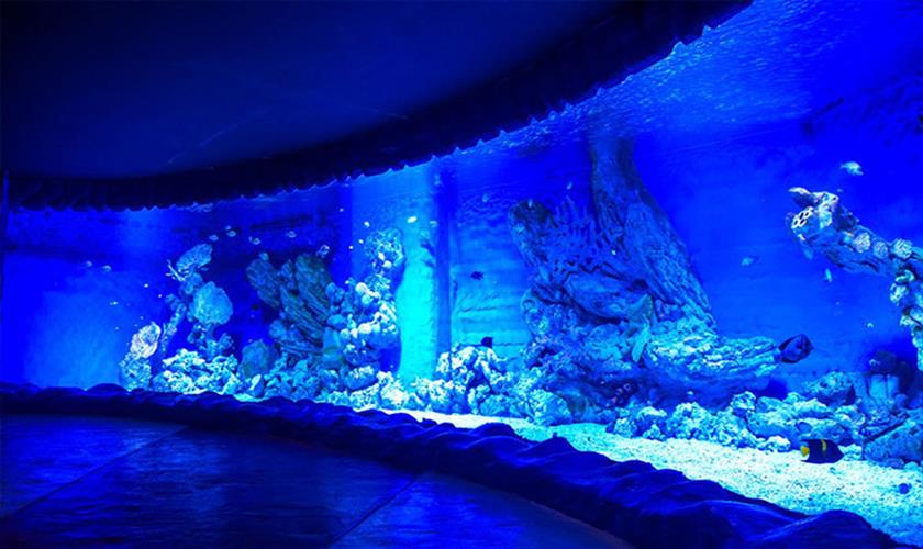 Unterwasserwelt Kreaturen in Hurghada Aquarium
