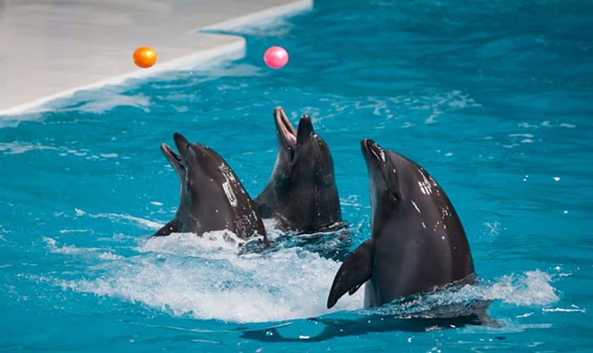 1-Stündige Delfin show in Sharm El Sheikh