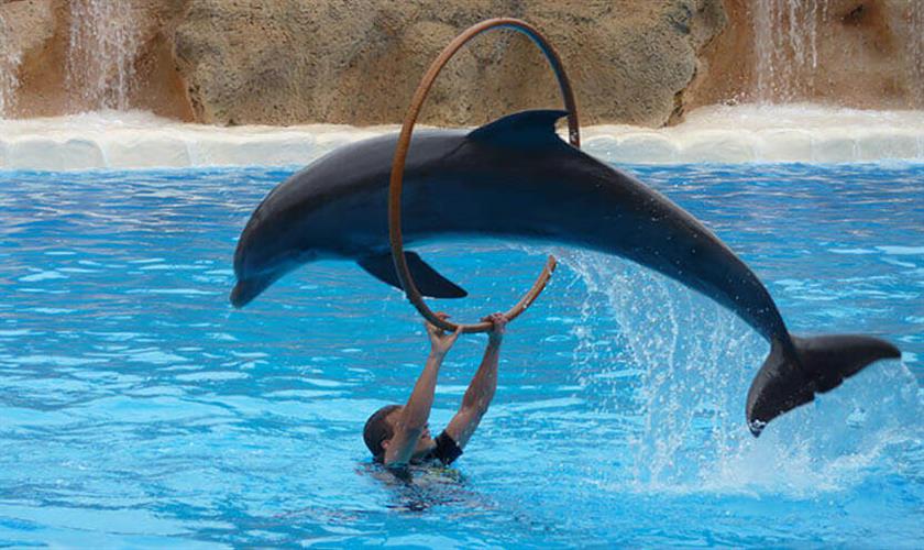 Delfin tour in Sharm El Sheikh