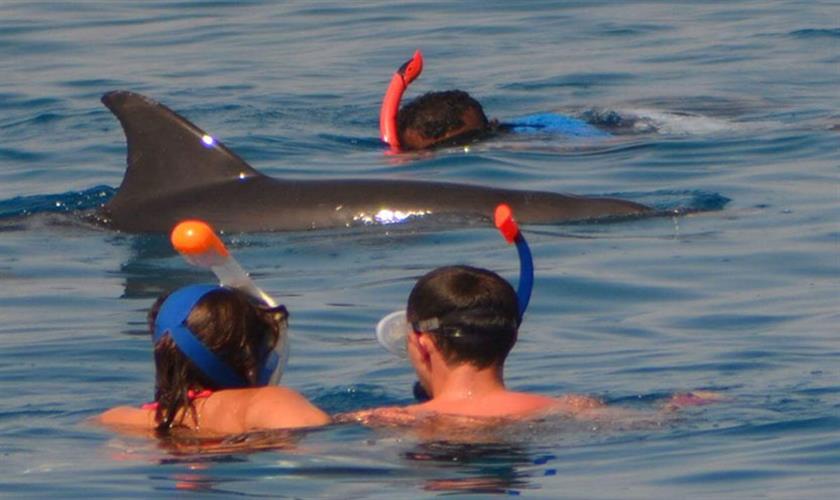 Delfinschwimen und Bananenbootsfahrt von Hurghada
