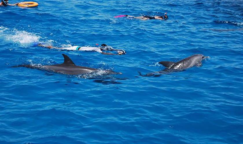 Delfinschwimen von Hurghada