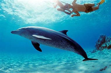 Schwimmen mit Delfinen, schnorcheln in hurghada & Mittagessen - Ägypten Ausflüge