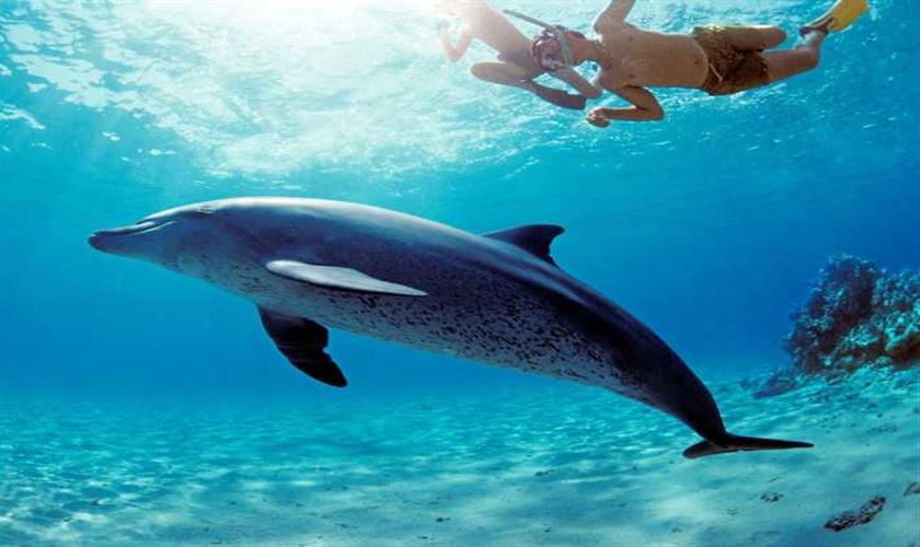Einen Tag Delfinschwimmen in Hurghada
