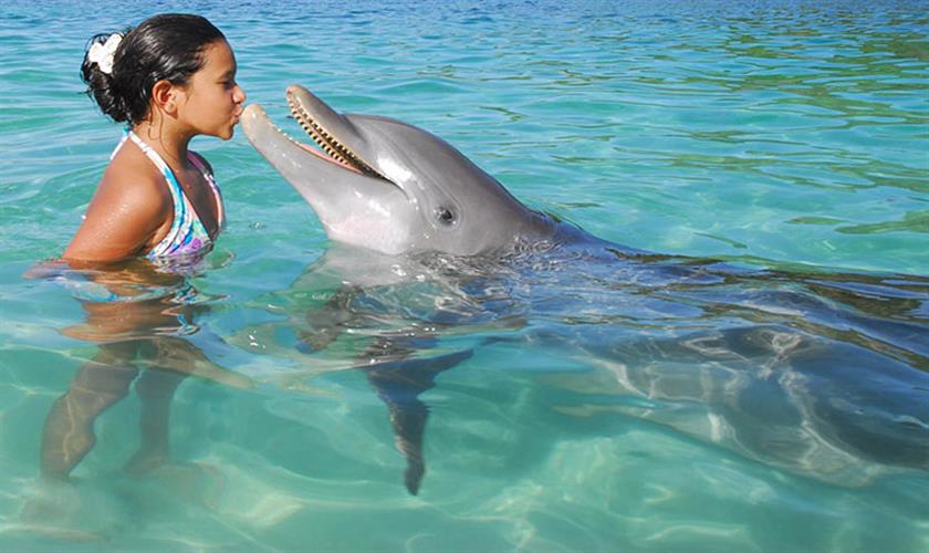 El Gouna mit Delfinen zu schwimmen