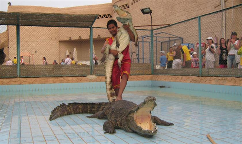 Krokodil und Schlangen Show ab sharm el Sheikh