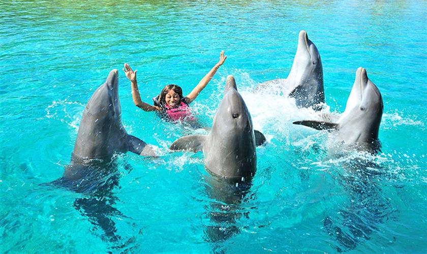 Schwimmen mit Delfin in Safaga
