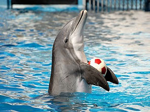sharm el sheikh delfintour